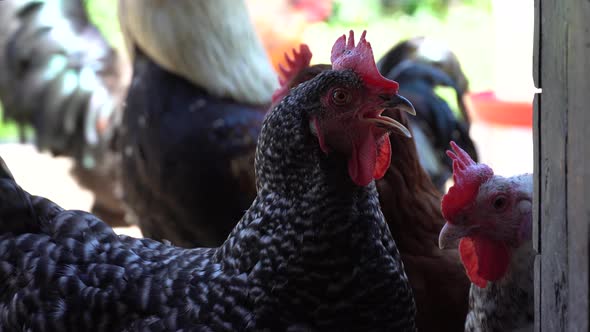 Angry Cock Rooster Chicken Coop Henhouse Roost Hencoop alt
