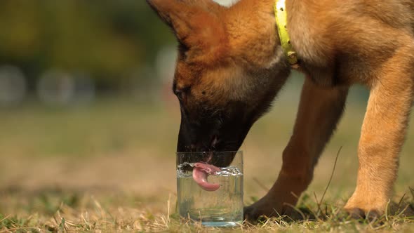 Puppy drinking water from a glass, Ultra Slow Motion alt