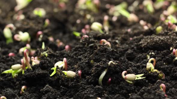 Growing Microgreen Plants in Spring Timelapse, Sprouts Germination Newborn Plant in Greenhouse alt