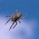 Summer Natural Landscape with a Spider in the Center of the Web - VideoHive Item for Sale