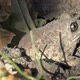 Gray Toad Burrowing in the Ground - VideoHive Item for Sale