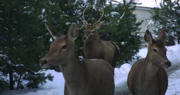 Deer Walk Near the Winter Forest