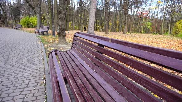 Benches on the path in the park. alt