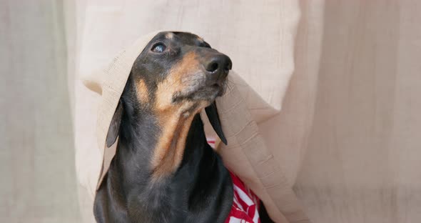 Portrait of Funny Dachshund Dog Who is Sitting Covered with Curtain and Barks to Attract Attention alt