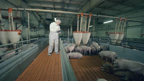 Pig Farmer Checking Pigs at Farm. Eating Piglets Are Being Observed By the Farm Employee alt