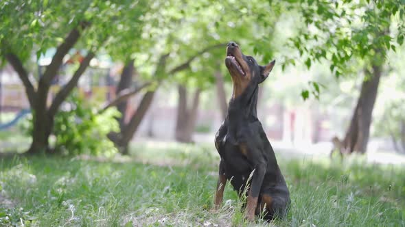 Black Doberman Performs Commands in the Park alt