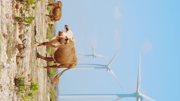 Cow staring at camera while chewing cud and grazing in desert, VERTICAL alt