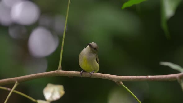 a beautiful female orange bellied flowerpecker bird perched on a branch alt