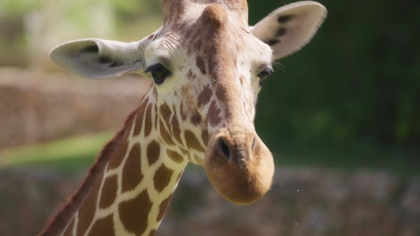 Giraffe chewing grass alt