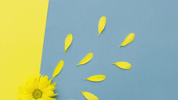 Small Yellow Flower with Flying Petals on a Pastel Background with Copy Space alt
