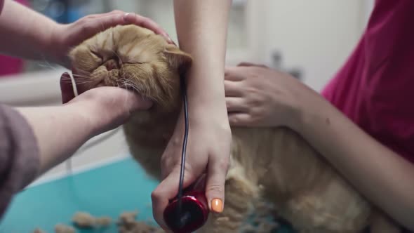 Cat in Grooming Studio alt