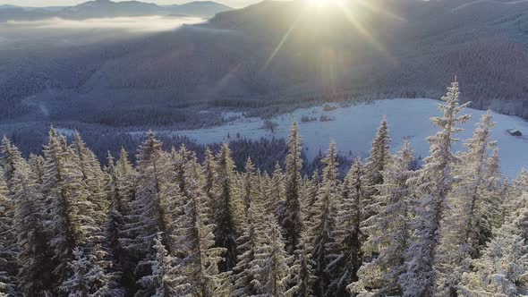 Aerial Shot of Winter Forest and Snow Covered Winter Trees in the Mountains alt
