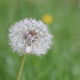 Dandelion Rack Focus 02 - VideoHive Item for Sale