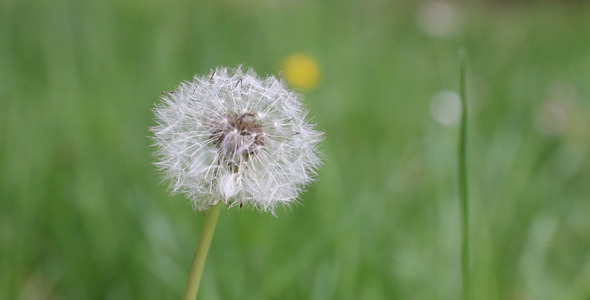 Dandelion Rack Focus 02 alt