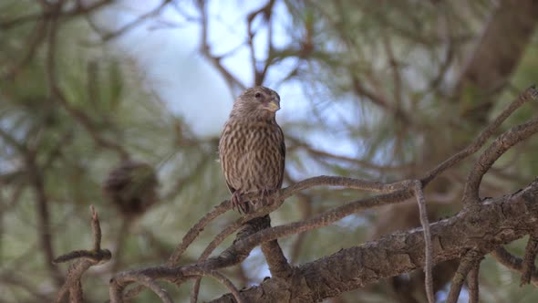 Female Red crossbill on a branch  alt