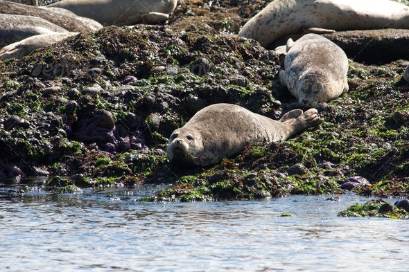 Curious Seal in a group of lazy seals