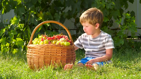 Boy eating grapes. Basket full of grapes. Harvesting background. Eco living concept. Wine production alt