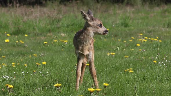 975063 Roe Deer, capreolus capreolus, Fawn in Blooming Meadow, Normandy, Real Time alt