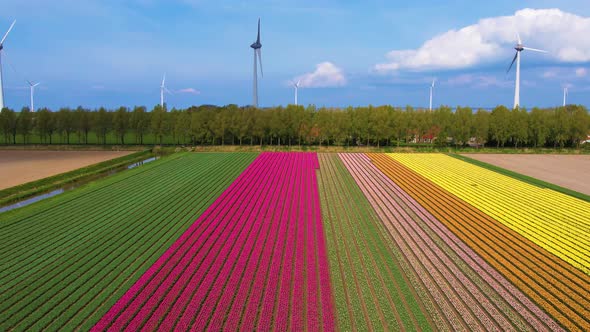 Endless Tulip fields in Netherlands and offshore wind farm aerial view. Colorful tulips in bloom