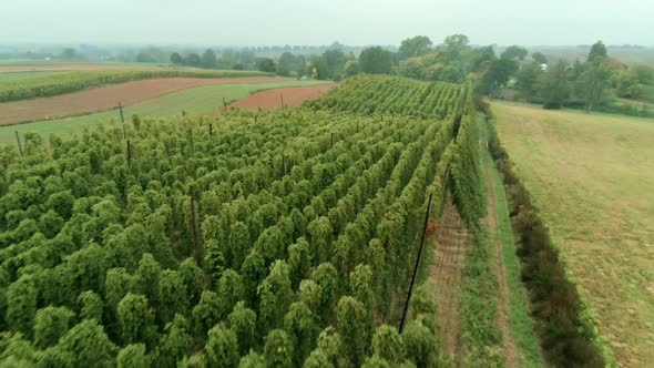 Aerial Agricultural Landscape with Humulus Hop Cultivation for Beer Brewing
