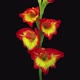Time-lapse of opening hybrid gladiolus flower - VideoHive Item for Sale