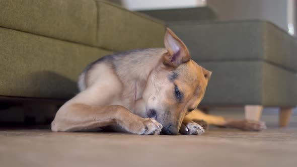 Domestic Dog Gnaws a Bone on the Floor