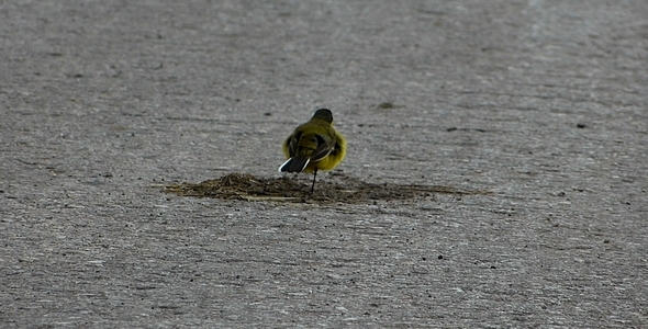 Yellow Wagtail (Motacilla flava) 1 alt