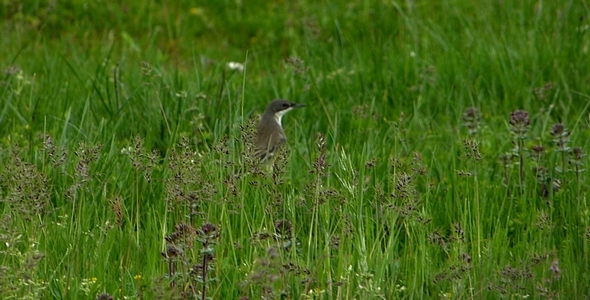 Yellow Wagtail (Motacilla flava) 2 alt