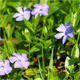 Periwinkle Flowers - VideoHive Item for Sale