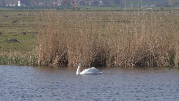 White swan swims in a ditch in the polder of Eemnes in the Netherlands alt
