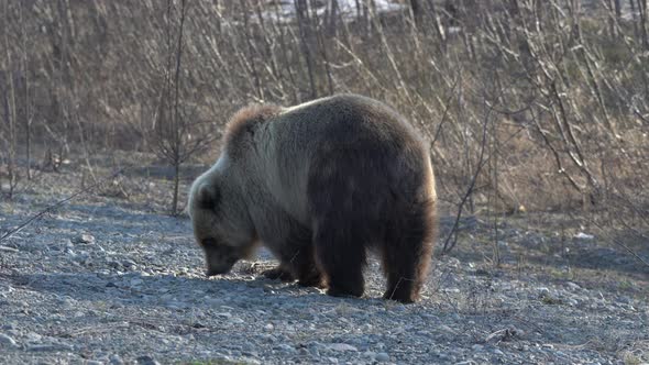 Terrible Wild Brown Bear Walking Search of Food on Stones in Spring Forest