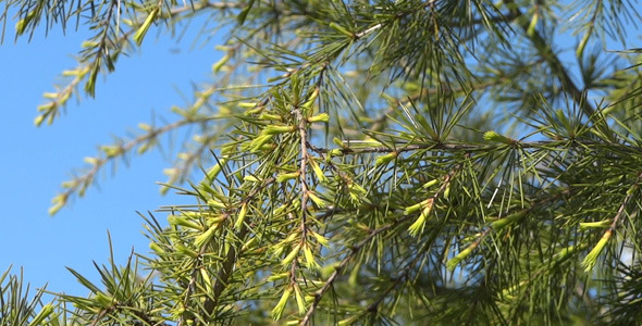 Fir Branches - 07 alt