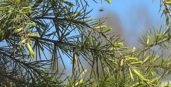 Fir Branches - 08 alt