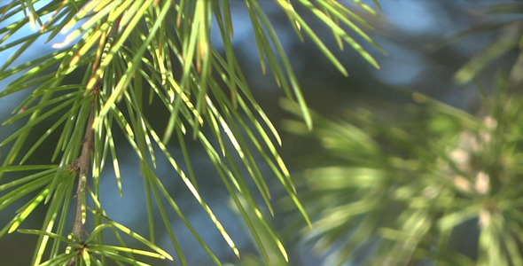 Fir Branches - 10 alt