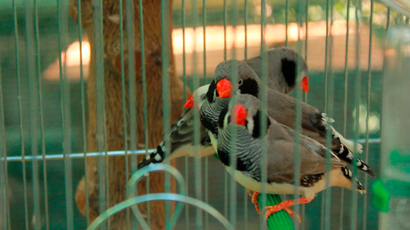 Caged Birds 2