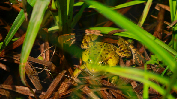 Frog Sitting In Rushes 1