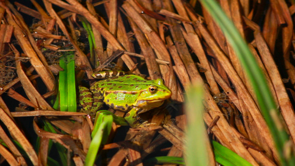 Frog Sitting In Rushes 2
