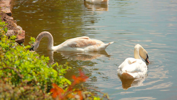 Swans 3
