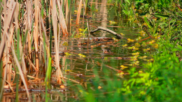 Frogs On Lake In Mating Season 4