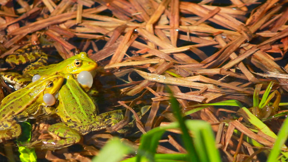 Frogs On Lake In Mating Season 2