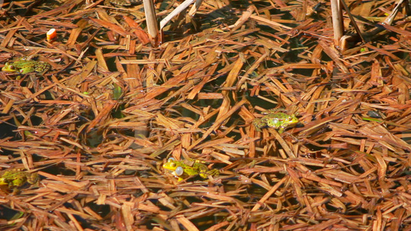 Frogs On Lake In Mating Season 1