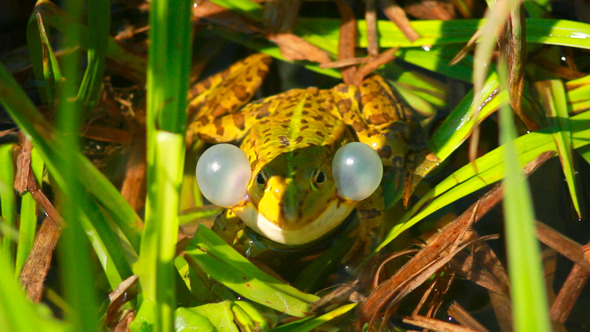 Frog Sitting In Rushes 5