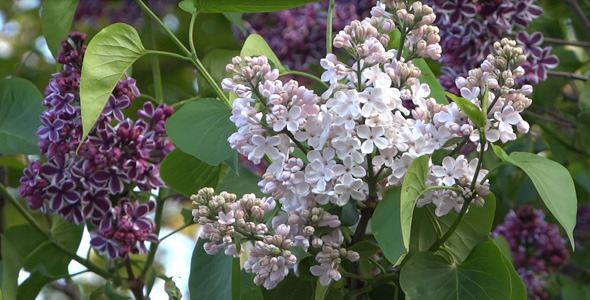 Lilac Flowers - 03 alt