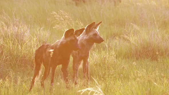 Telephoto shot - Two African Wild Dogs standing in hazy morning sunlight in the Okavango Delta in Bo alt
