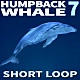 Humpback Whale 7 - VideoHive Item for Sale