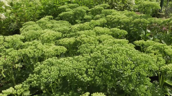 Curly Parsley Plant In Garden alt