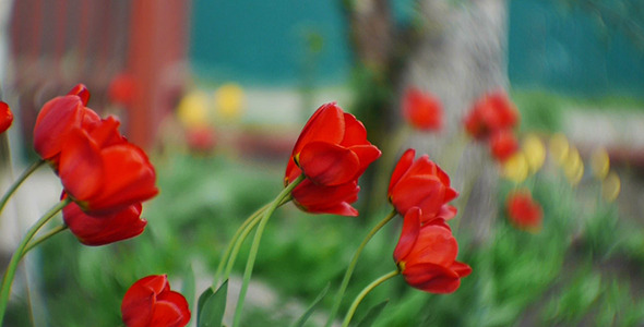Wind Shakes Tulips 9
