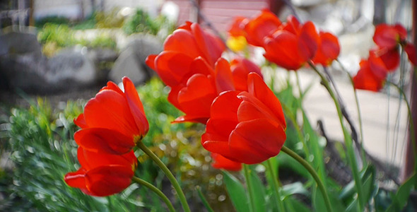 Wind Shakes Tulips 10