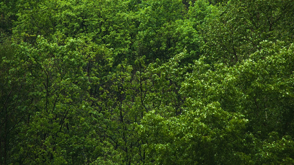 Moving Trees Background, Stock Footage | VideoHive
