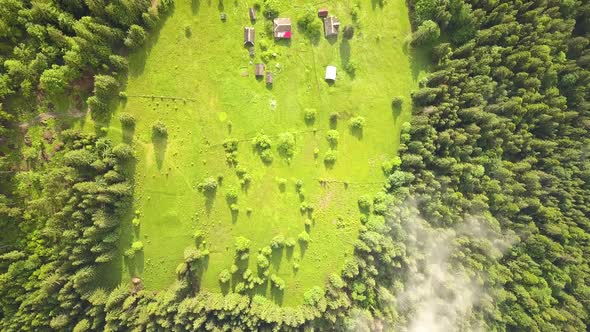 Aerial view of green Carpathian mountains covered with evergreen spruce pine foreston alt
